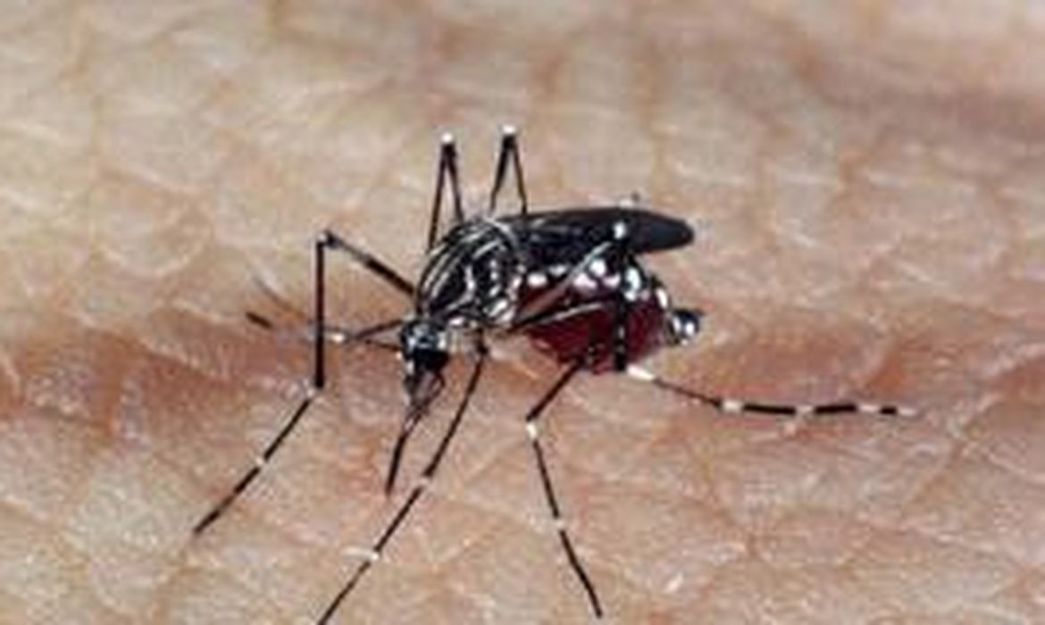 aedes_dengue_1_capa_222222222222222222222222222222.jpg